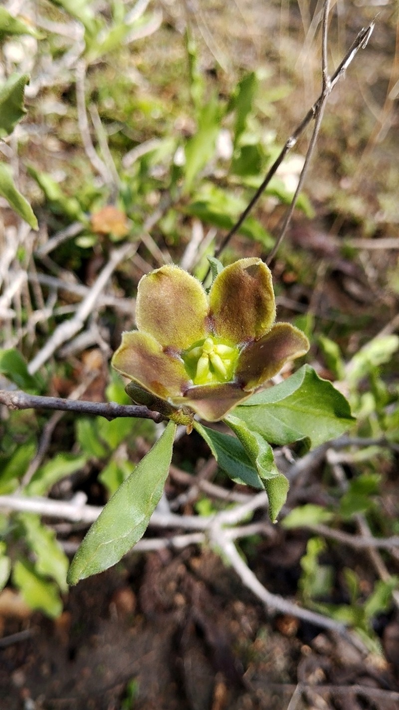 Ruehssia megalantha photo 2
