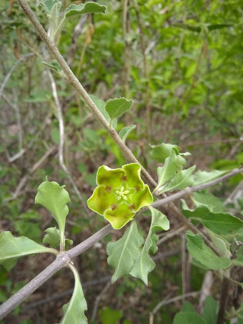 Ruehssia megalantha photo 6
