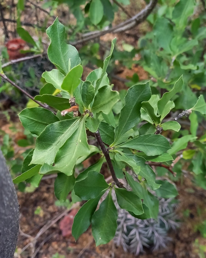 Ruehssia megalantha photo 8