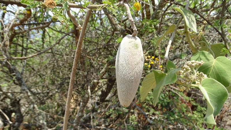 Ruehssia mexicana photo 3