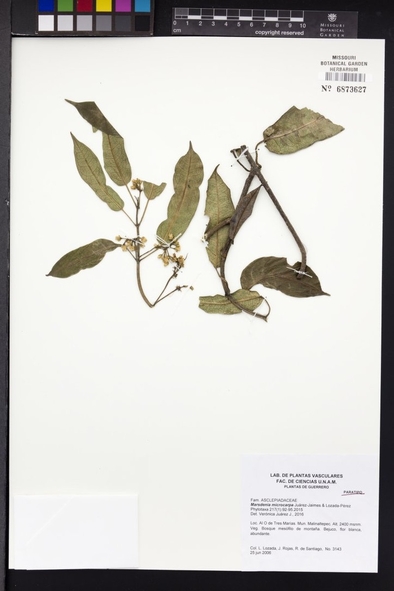 Ruehssia microcarpa
