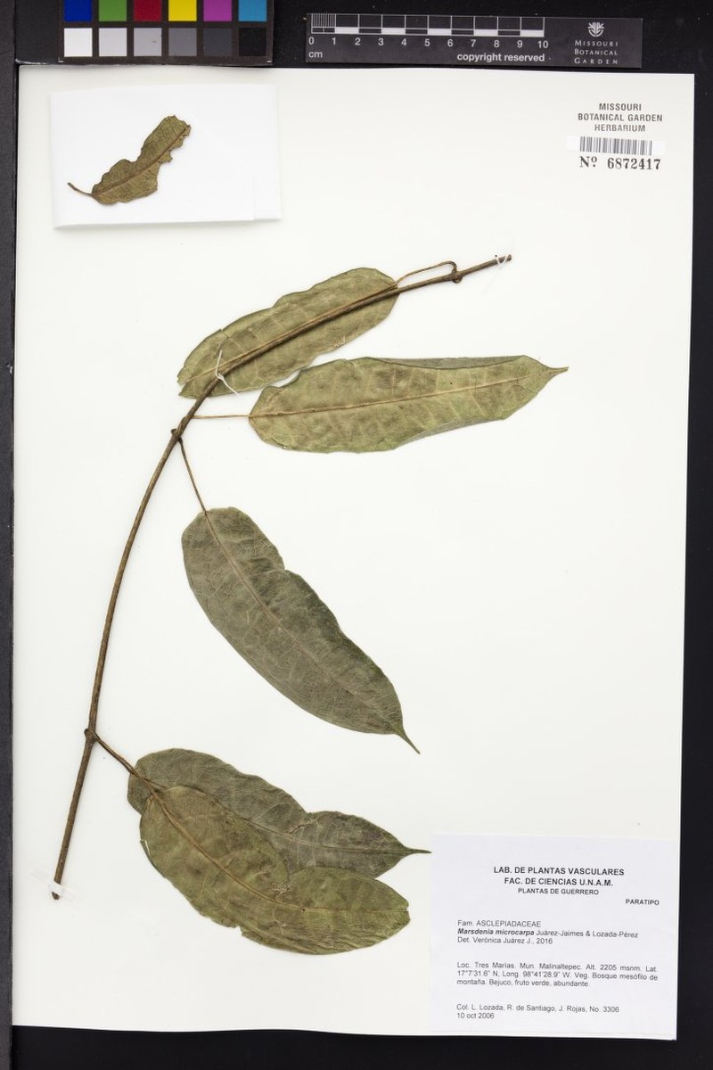 Ruehssia microcarpa photo 2