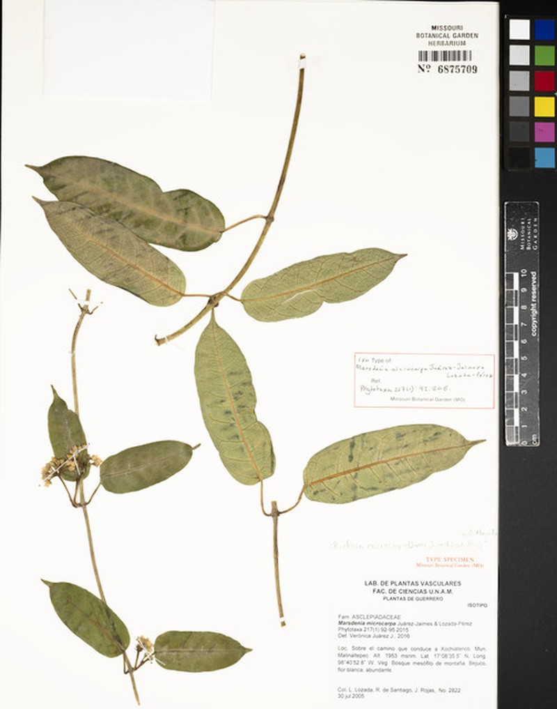 Ruehssia microcarpa photo 3