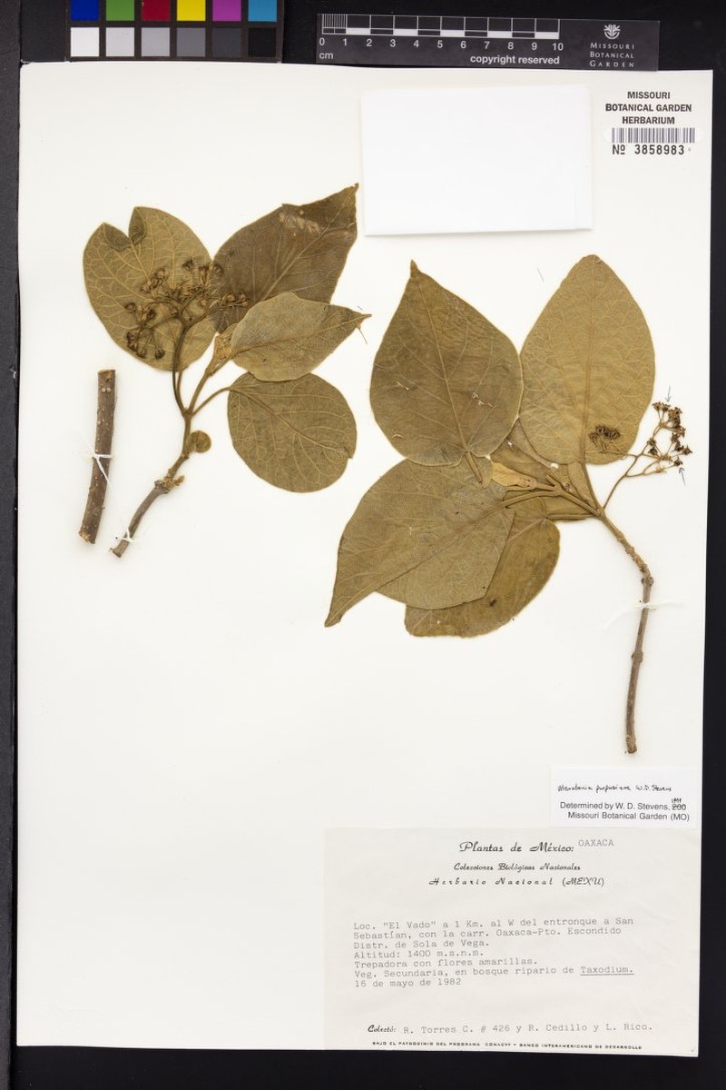 Ruehssia mollis
