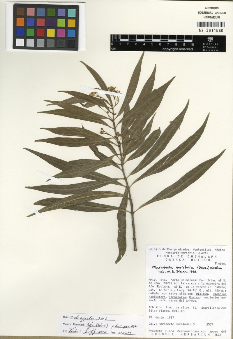 Ruehssia neriifolia