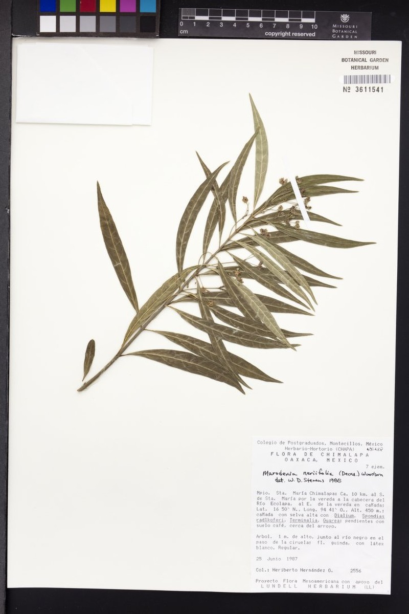 Ruehssia neriifolia photo 2
