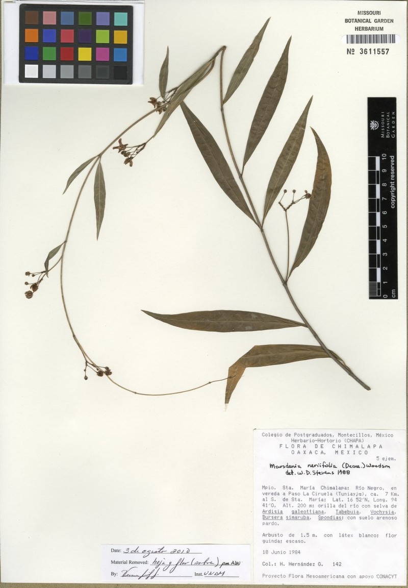 Ruehssia neriifolia photo 3