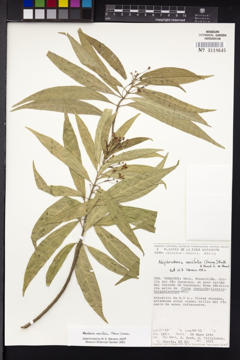 Ruehssia neriifolia photo 4