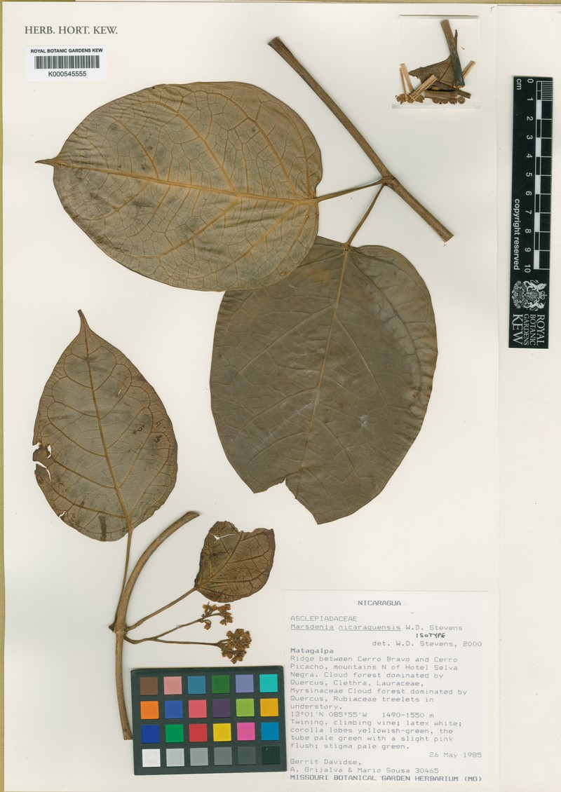 Ruehssia nicaraguensis