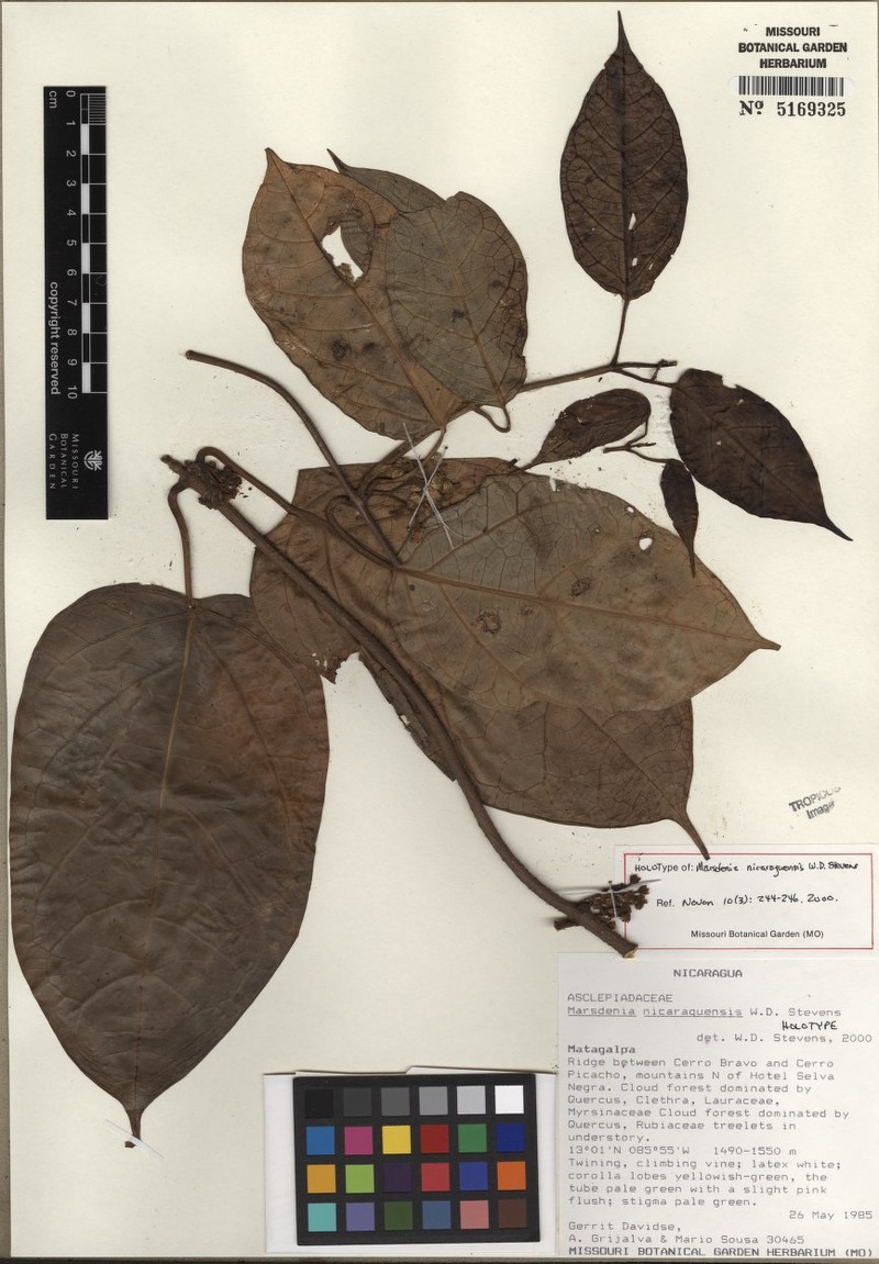 Ruehssia nicaraguensis photo 2