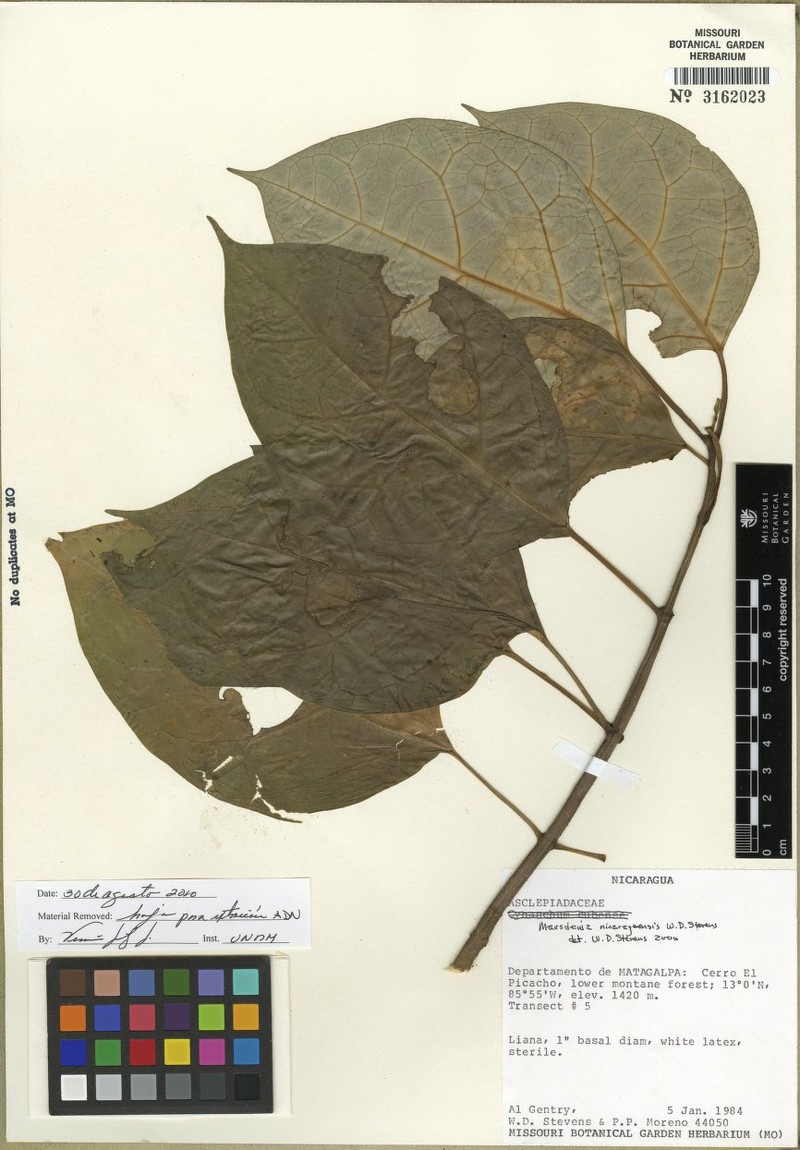 Ruehssia nicaraguensis photo 3