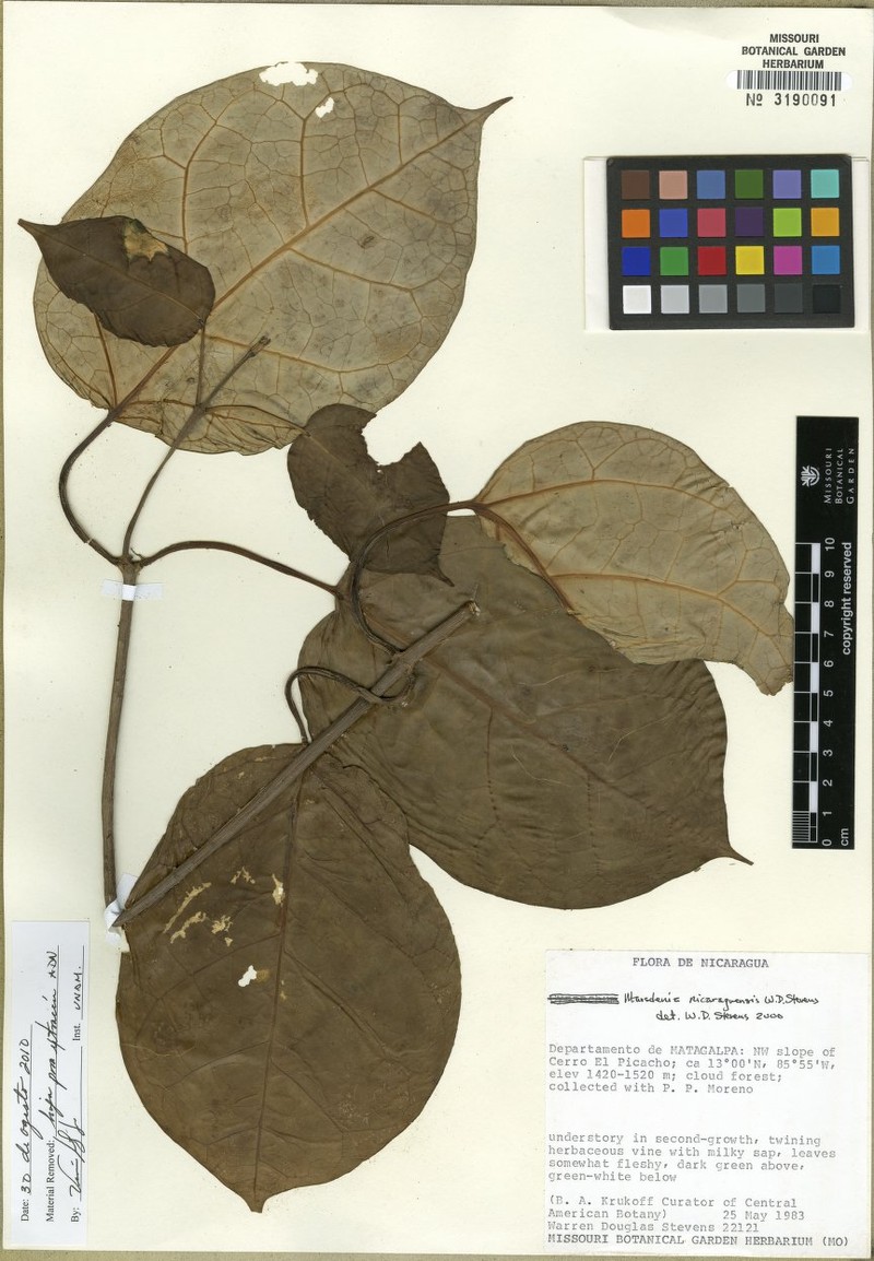 Ruehssia nicaraguensis photo 4