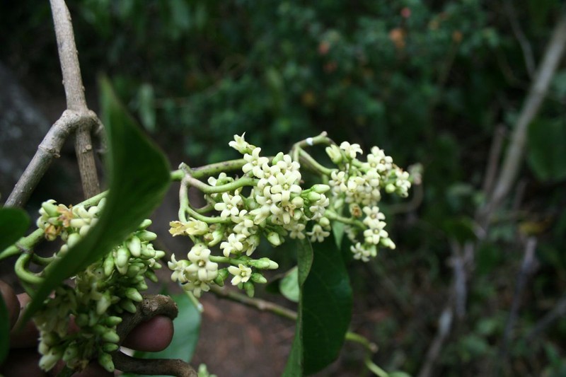 Ruehssia olgamarthae