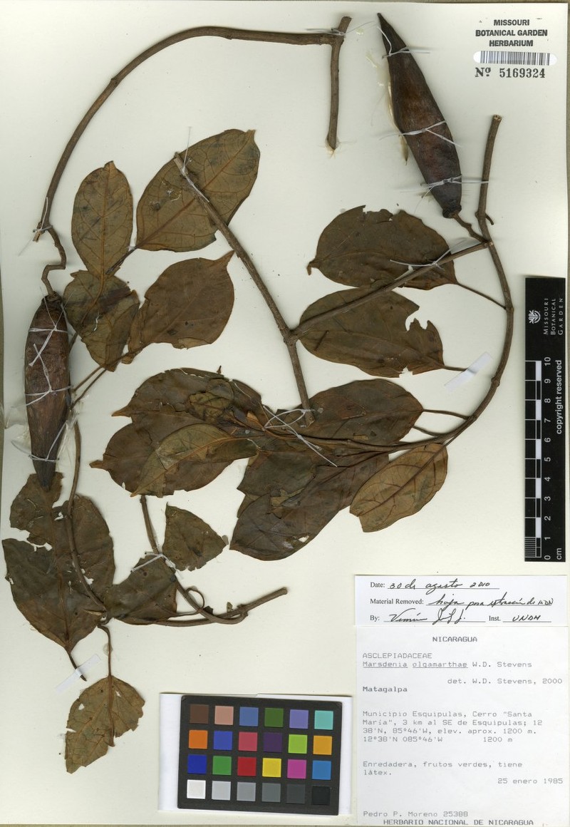 Ruehssia olgamarthae photo 3