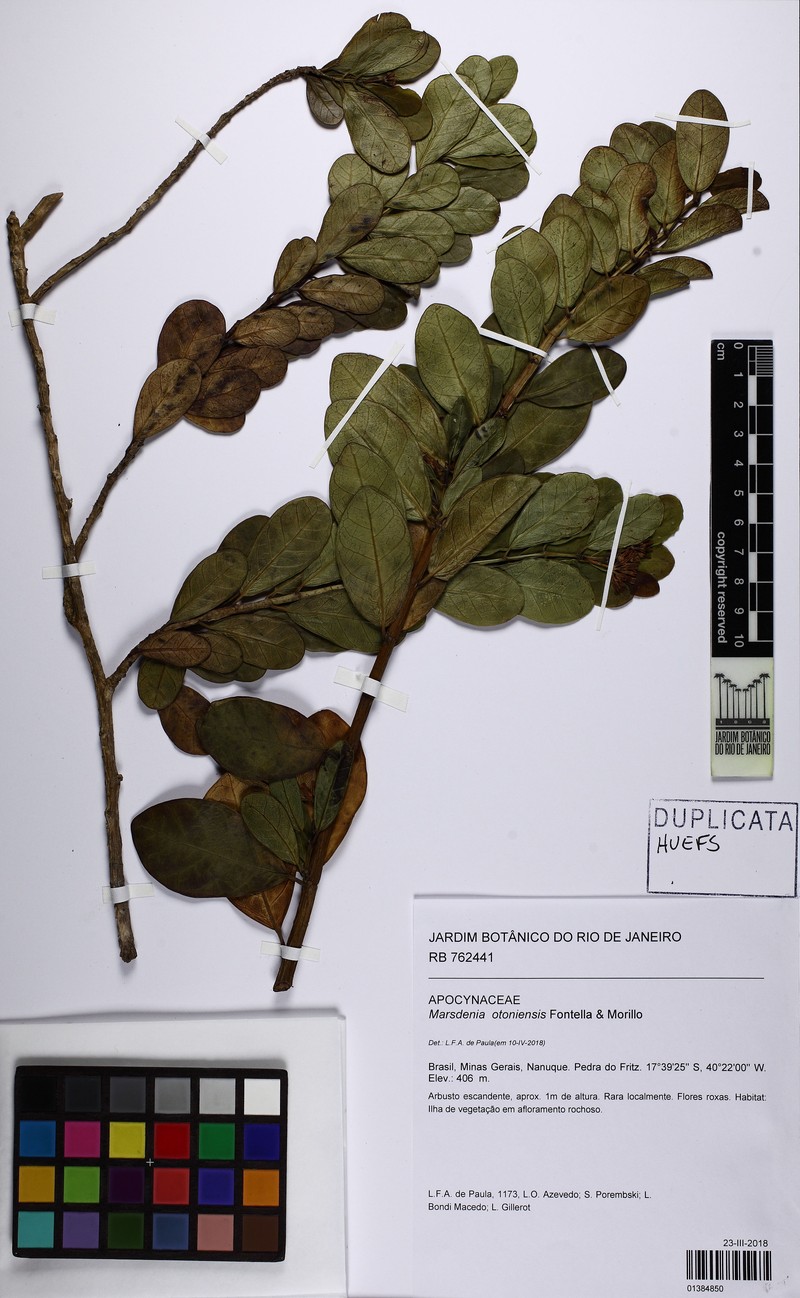 Ruehssia otoniensis