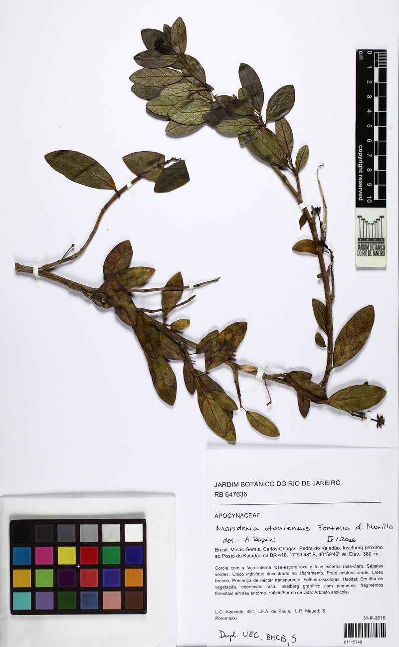 Ruehssia otoniensis photo 2