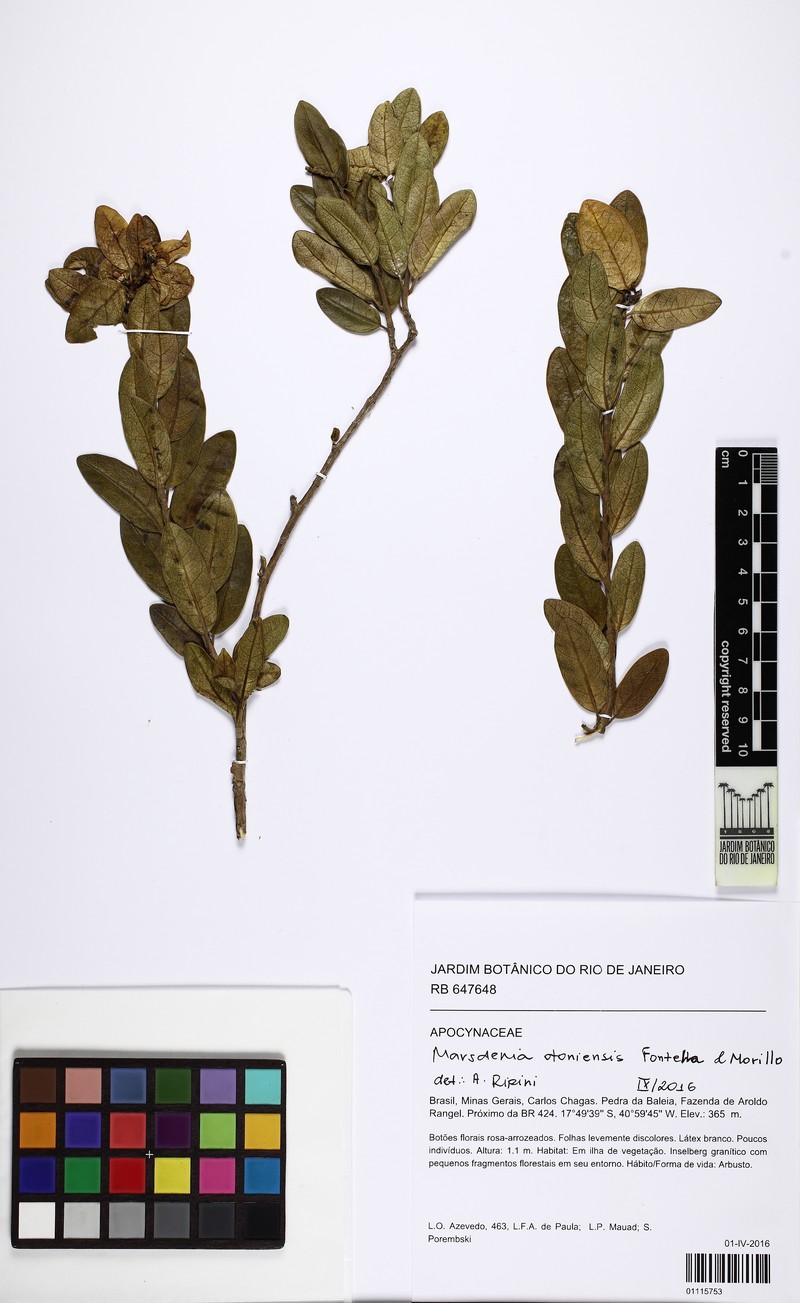 Ruehssia otoniensis photo 3