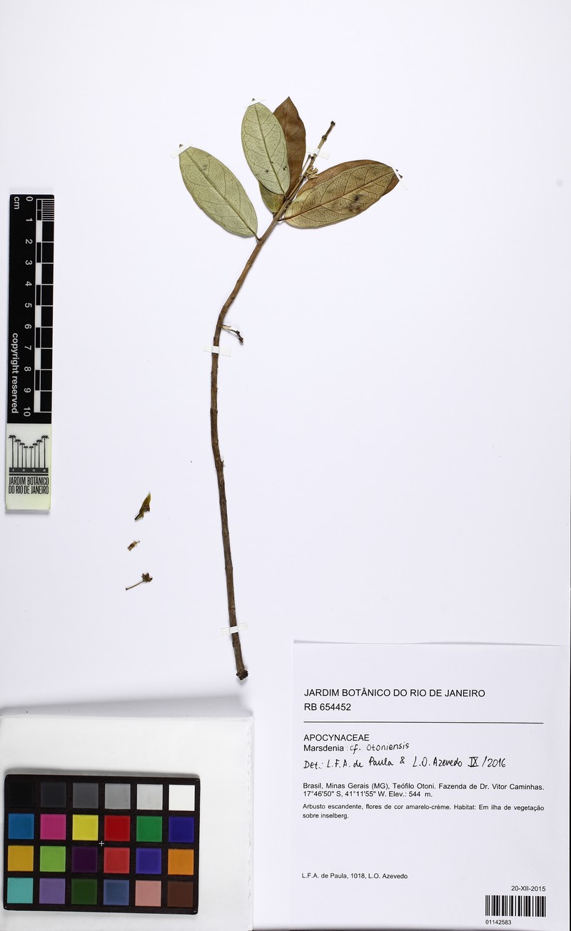 Ruehssia otoniensis photo 4