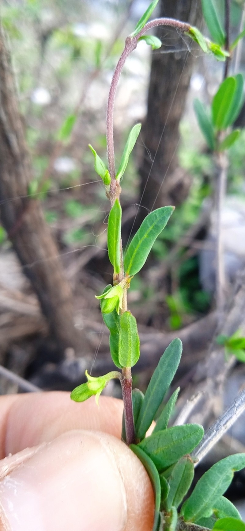 Ruehssia parvifolia