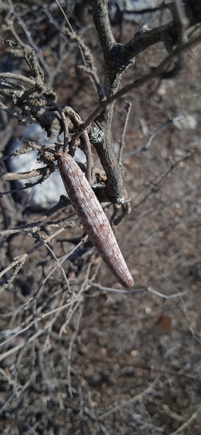 Ruehssia parvifolia photo 3