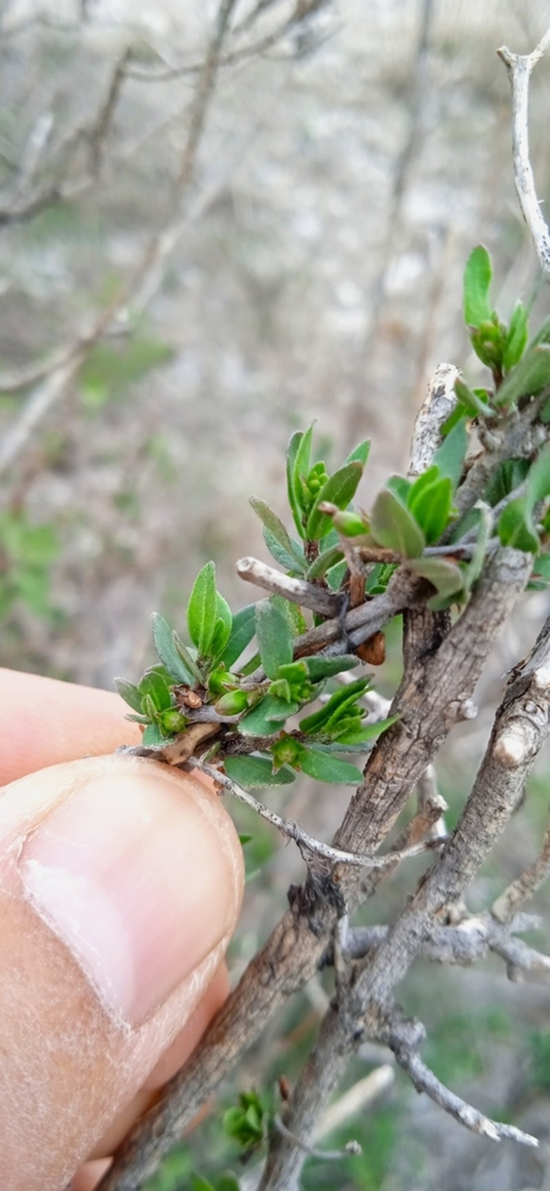 Ruehssia parvifolia photo 4