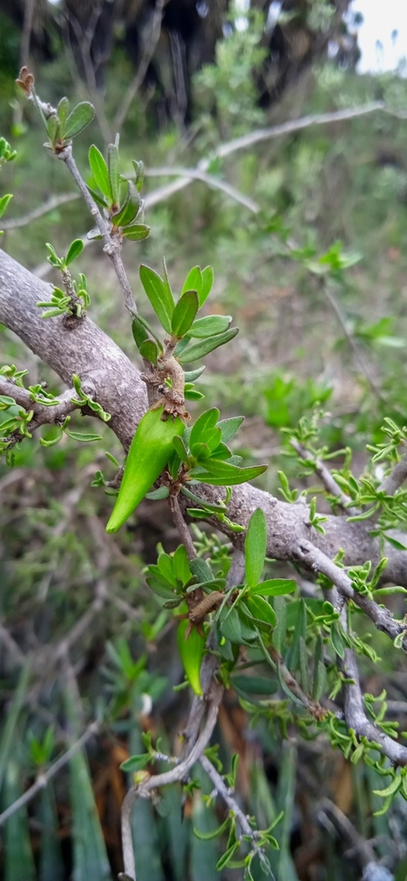 Ruehssia parvifolia photo 5