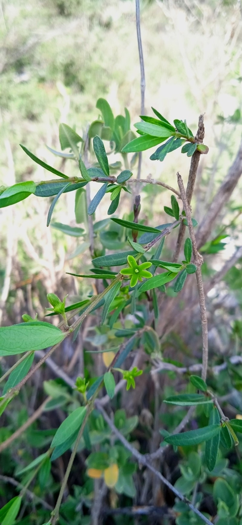 Ruehssia parvifolia photo 6