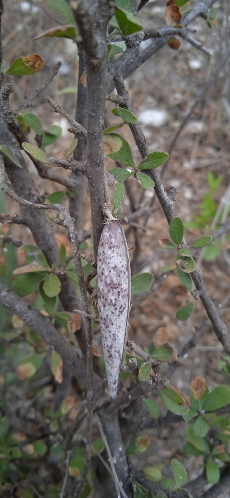 Ruehssia parvifolia photo 7