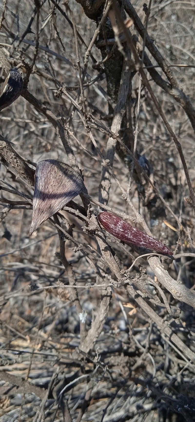 Ruehssia parvifolia photo 8