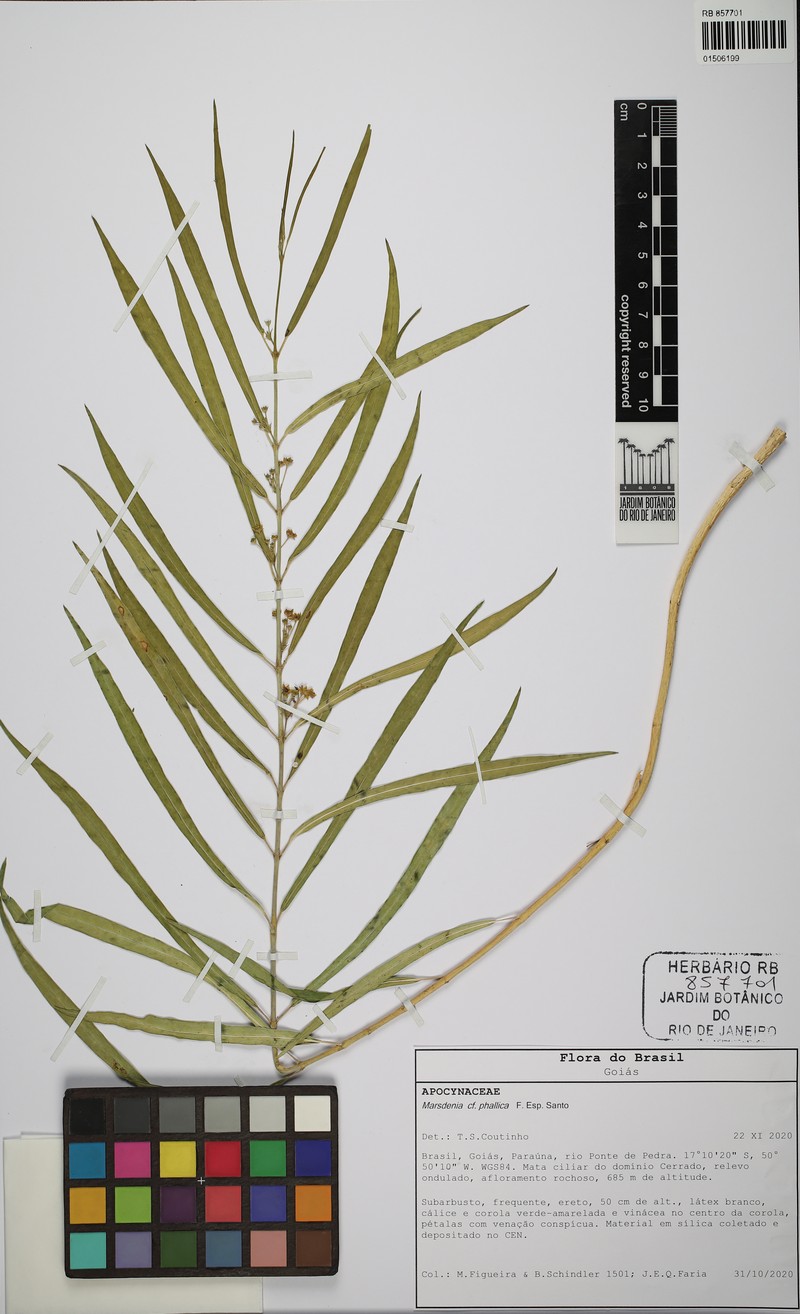 Ruehssia phallica