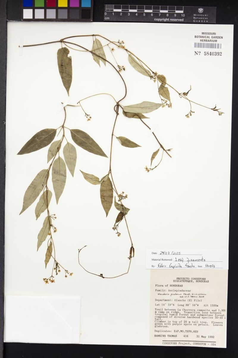 Ruehssia pinetorum