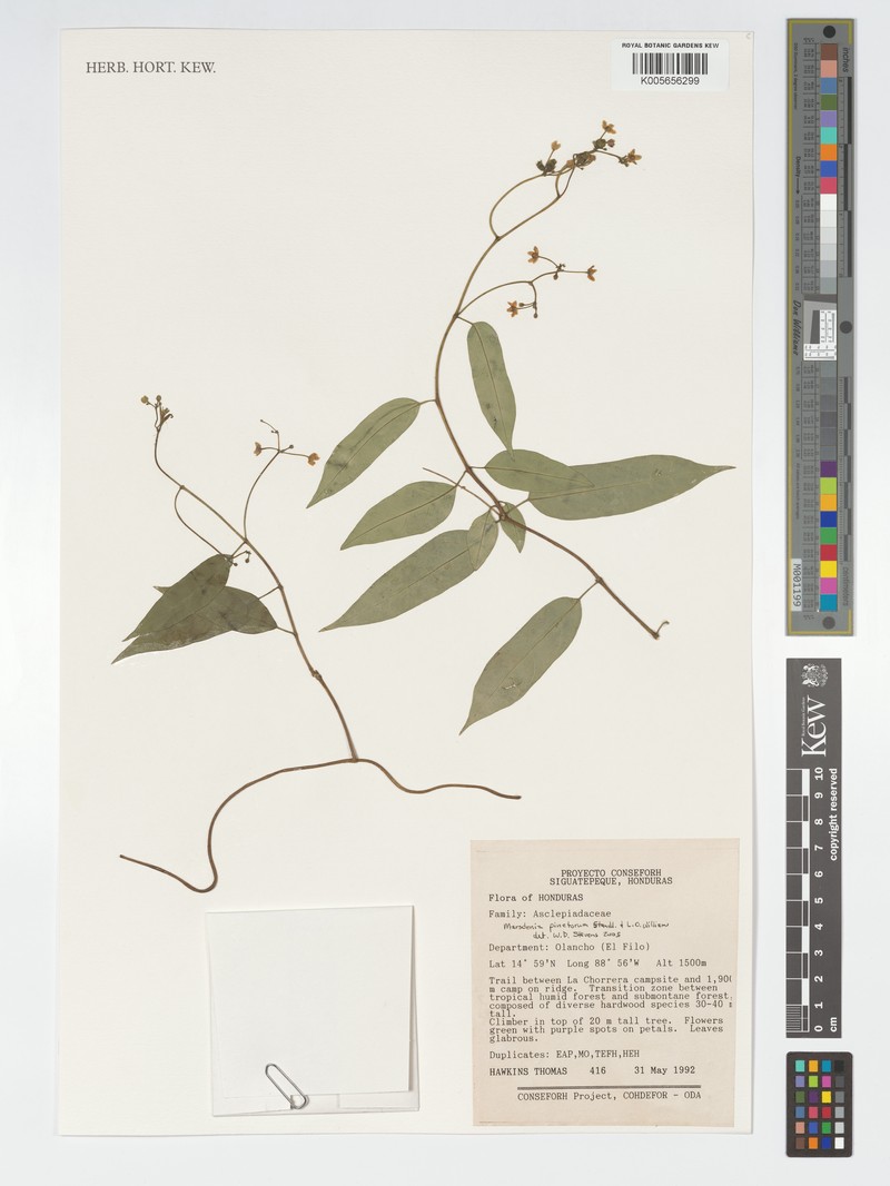 Ruehssia pinetorum photo 2