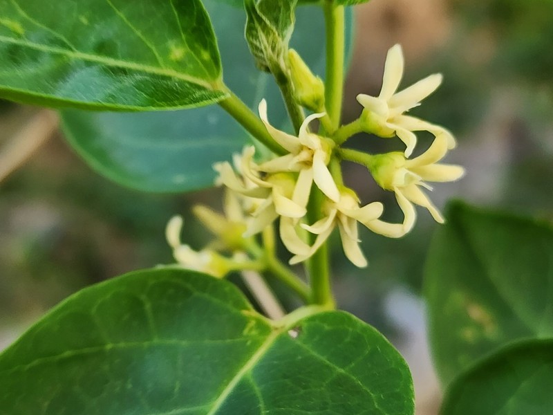 Ruehssia pringlei