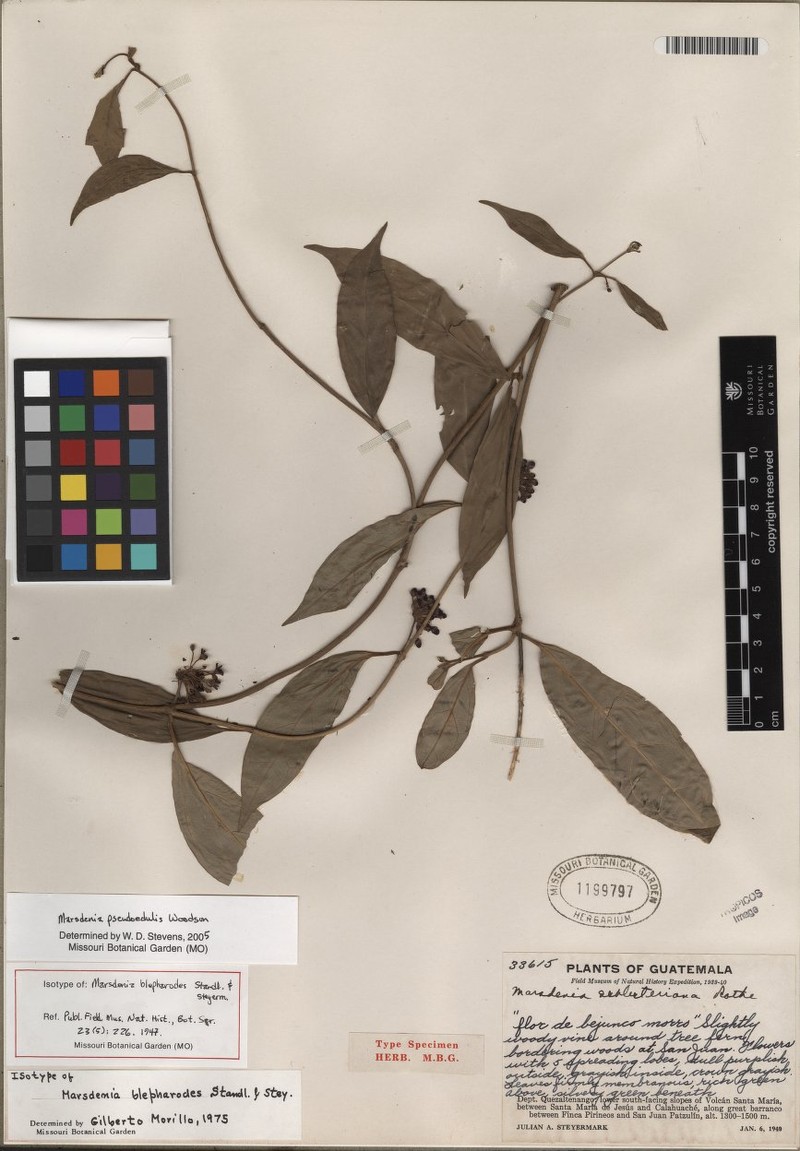 Ruehssia pseudoedulis