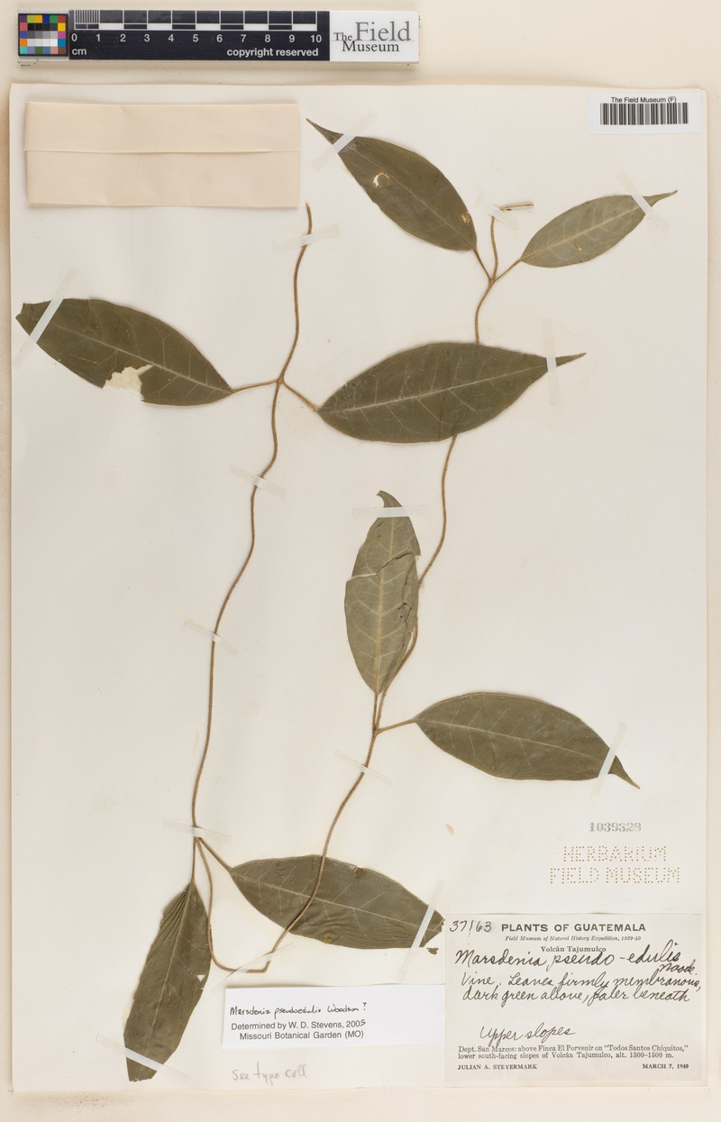 Ruehssia pseudoedulis photo 2