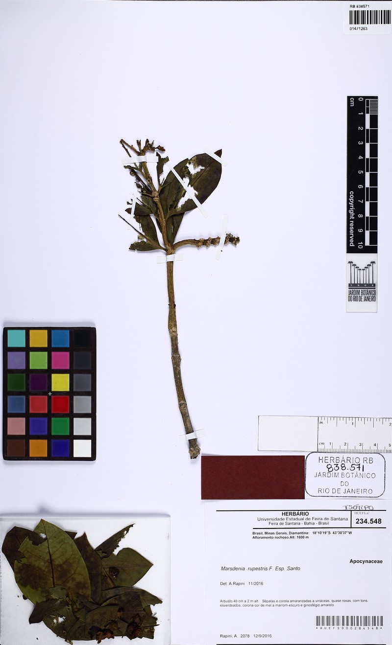 Ruehssia rupestris