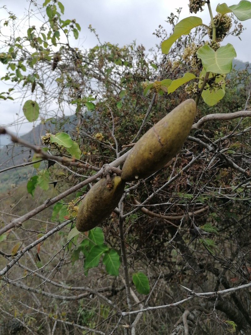 Ruehssia salaschiblii photo 3