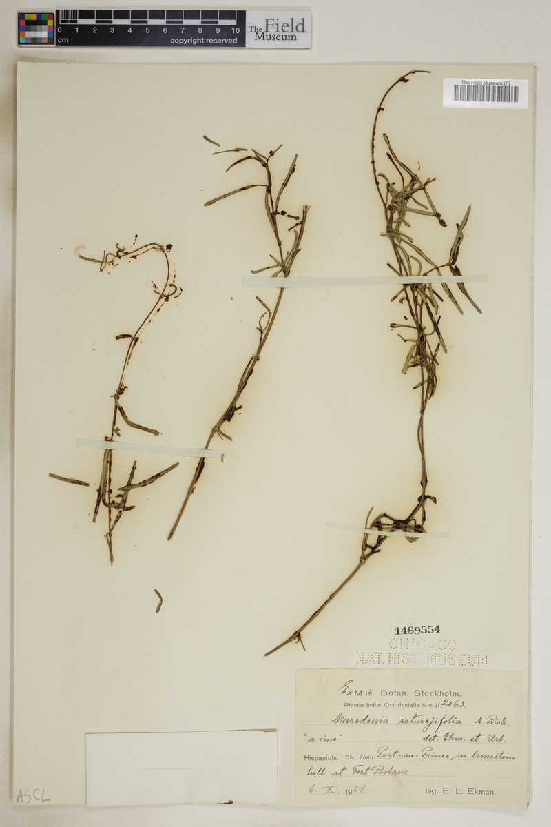 Ruehssia saturejifolia photo 2