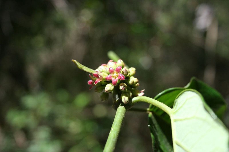Ruehssia schlechteriana
