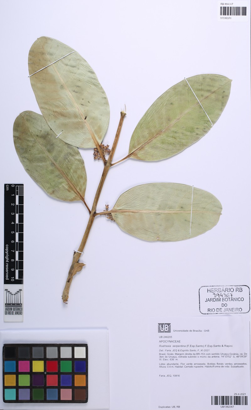 Ruehssia serpentina