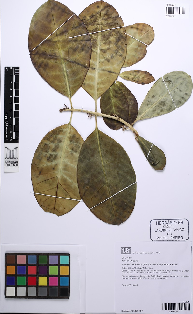 Ruehssia serpentina photo 2
