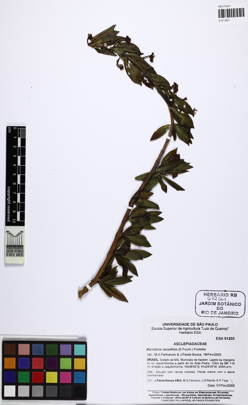 Ruehssia sessilifolia