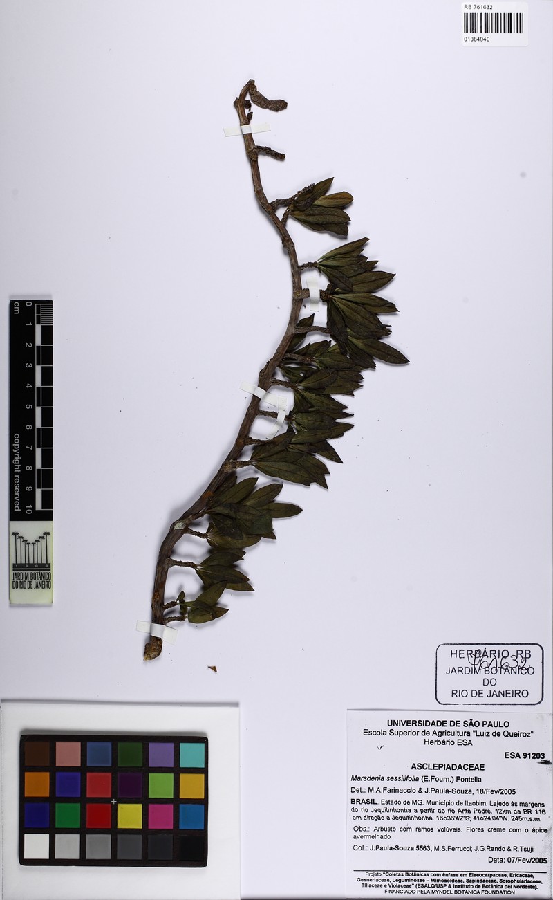Ruehssia sessilifolia photo 2