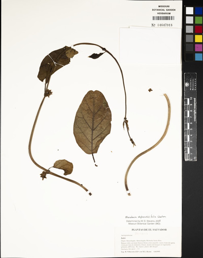 Ruehssia stephanotidifolia