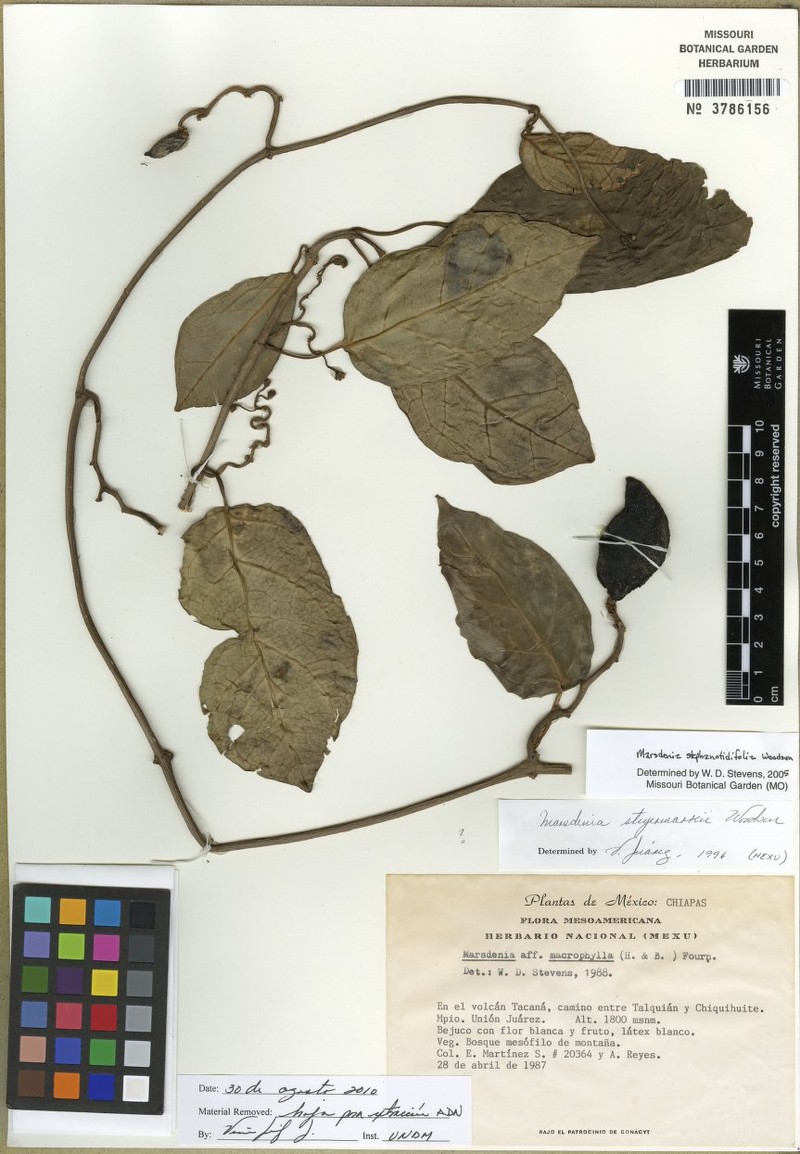 Ruehssia stephanotidifolia photo 2