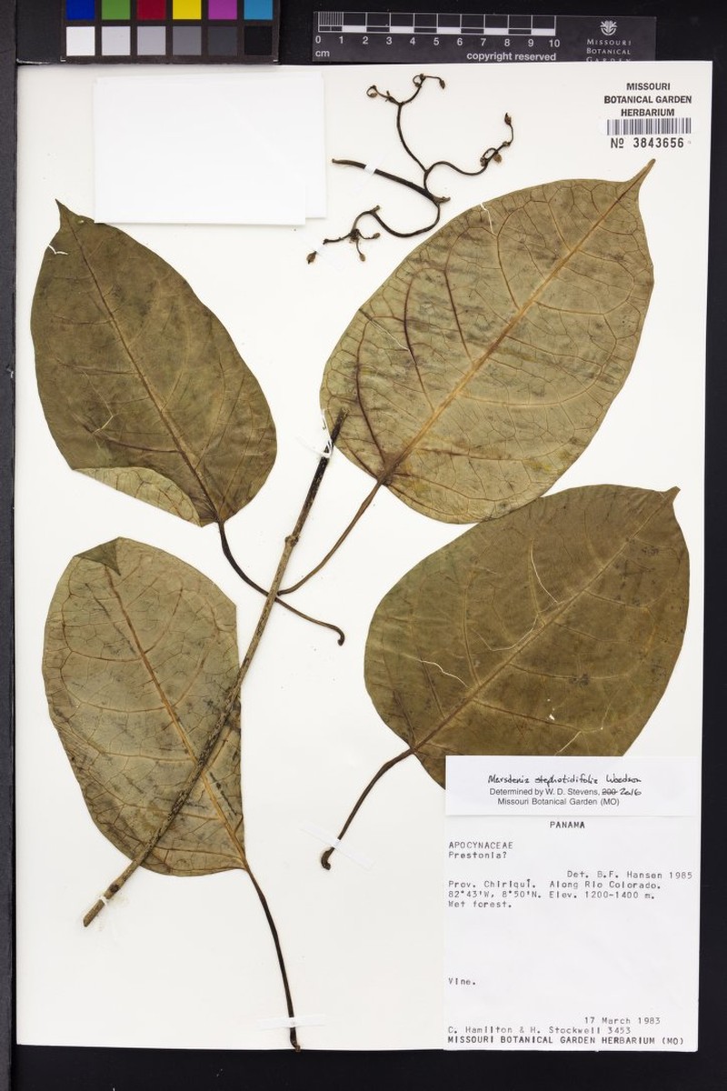 Ruehssia stephanotidifolia photo 3