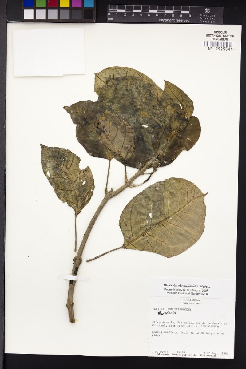 Ruehssia stephanotidifolia photo 4