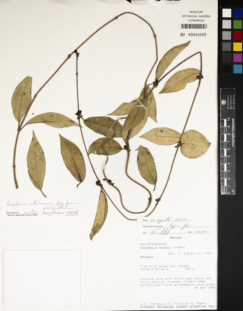 Ruehssia stevensiana