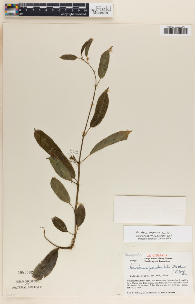 Ruehssia steyermarkii