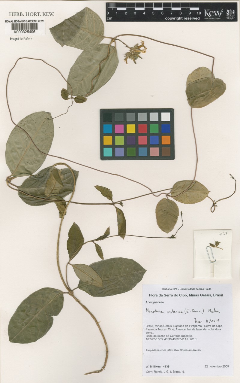 Ruehssia suberosa
